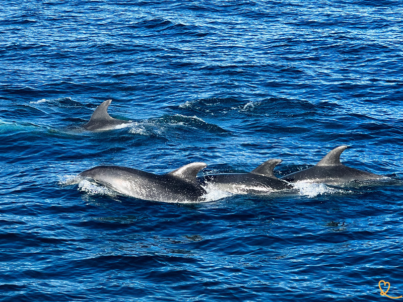 2020 - The doledrums